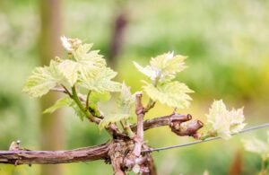 🍇 La IA en la viticultura: Detectando enfermedades en los viñedos