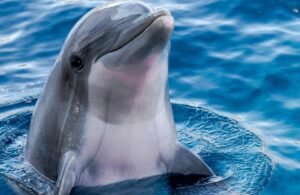 🐬 DolphinGemma: ¿Un puente entre especies o una ilusión algorítmica?