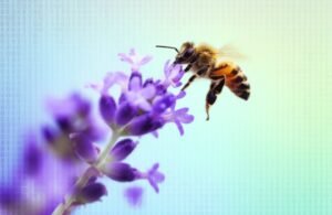 IA al rescate de las abejas: cómo la tecnología preserva la polinización
