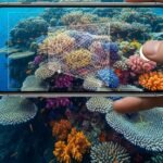 Samsung Ocean Mode: tecnología Galaxy para salvar los arrecifes de coral
